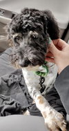 Oreo