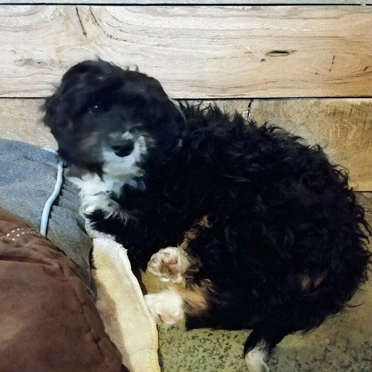 Dog for Adoption Oreo1, a Australian Shepherd in Antwerp, OH Alpha Paw