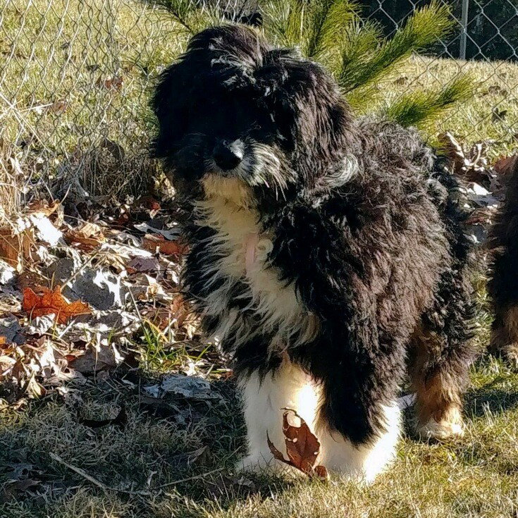 Dog for Adoption Oreo1, a Australian Shepherd in Antwerp, OH Alpha Paw
