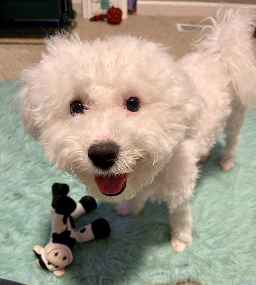 Snowball