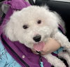 Snowball