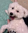 Snowball