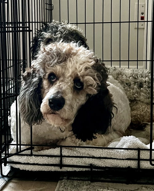 Oscar