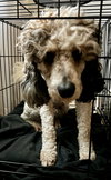 Oscar
