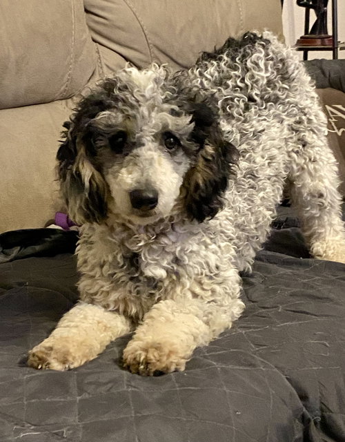 Buddy