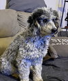 Buddy