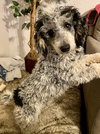 Buddy