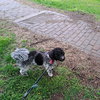 Buddy
