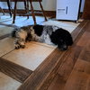 Buddy