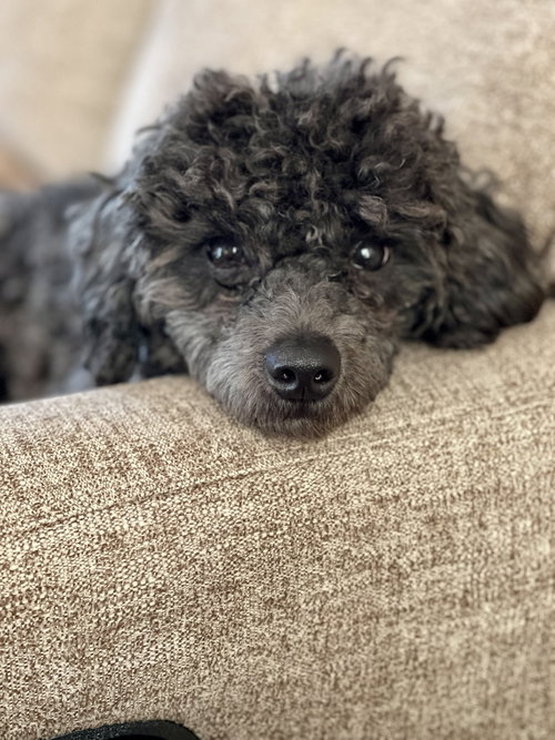 Louie