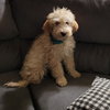 Bobbie