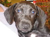 Toby