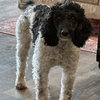 Phoebe