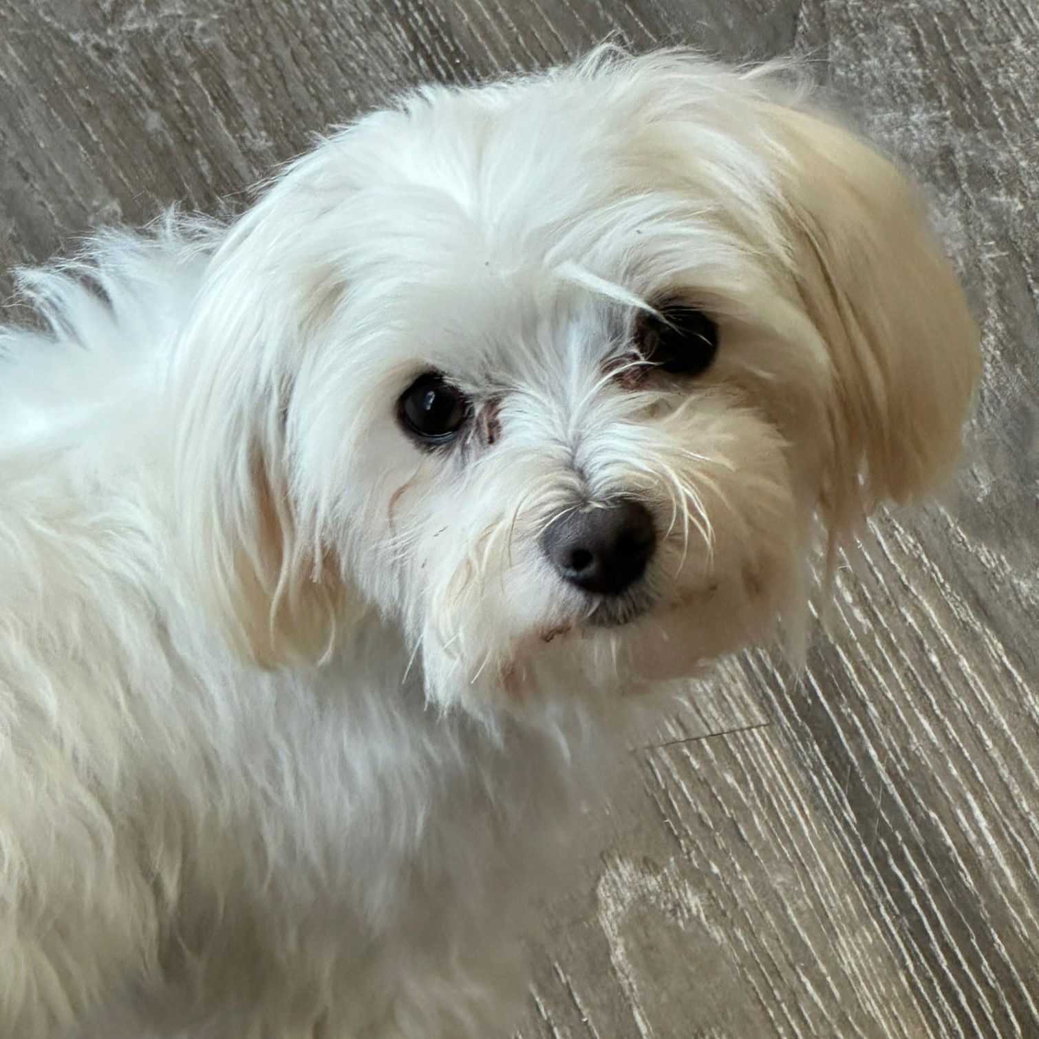 Dog For Adoption Sadie A Maltese In Churubusco IN Alpha Paw