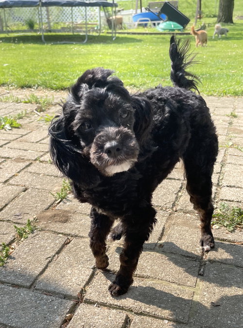 Gracie II