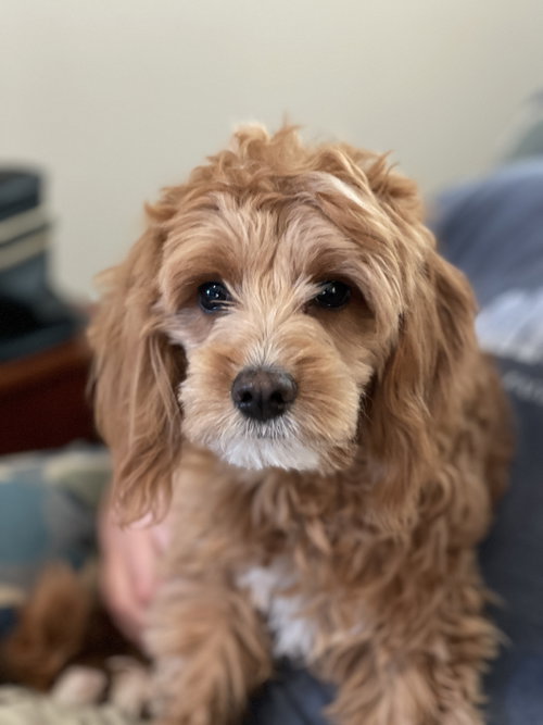 Copper
