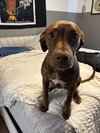 Arlo
