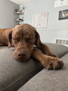 Arlo