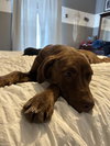 Arlo
