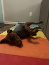 Arlo
