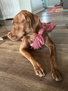 Arlo