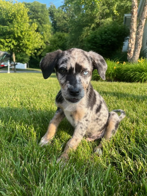 Koda