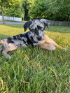 Koda