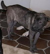 Duke