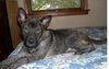 Duke