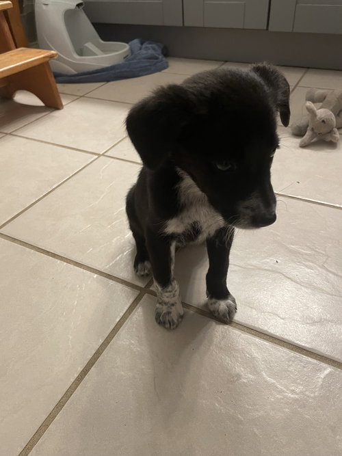 Piper