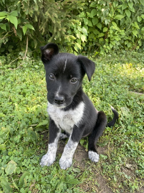 Scout