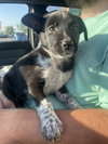 Scout
