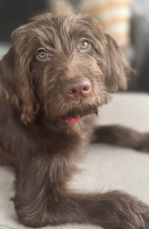 Tilly Rose