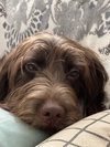 Tilly Rose
