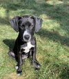 Tessie