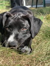 Tessie