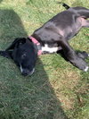 Tessie