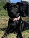 Tia