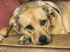 Lucy