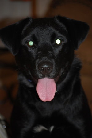 Stella
