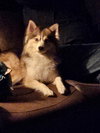 Misha