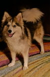 Misha