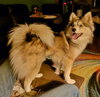 Misha