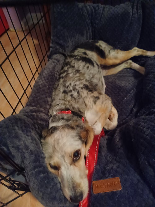 Gracie