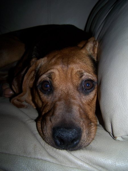 Louie