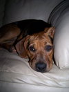 Louie