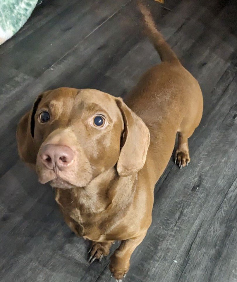 adoptable Dog in Fort Wayne, IN named Bruno