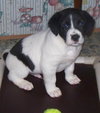 Oreo