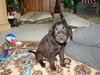 Bugsy