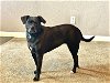 adoptable Dog in , IN named Maggie